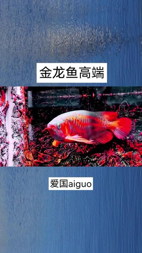 如何區分祥龍魚場的高端品種？，如何判斷祥龍魚場的高端品種？