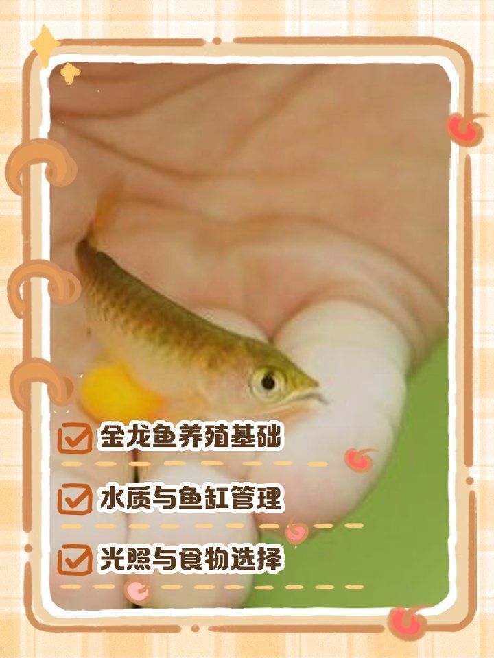 金龍魚(yú)幼苗的飼養(yǎng)難度如何，小金龍魚(yú)怎么養(yǎng)寵物美食廚房，金龍魚(yú)養(yǎng)殖需避免的常見(jiàn)問(wèn)題？