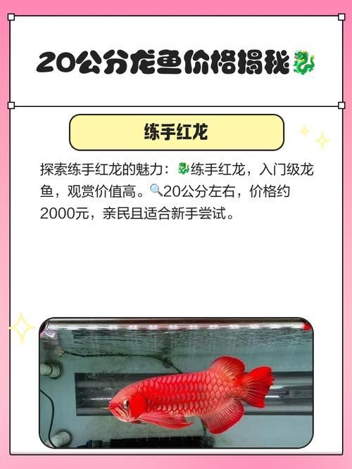 2023年龍魚價格表最新，2023年最新龍魚價格表