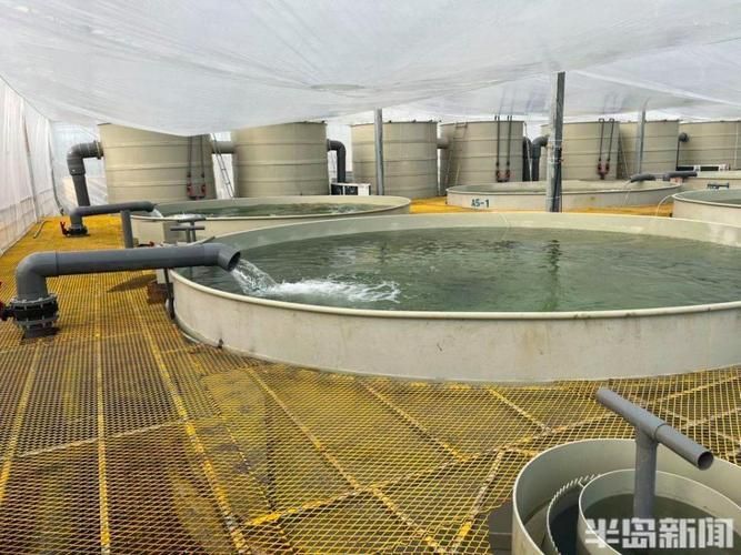如何延長桂魚苗的養殖周期，如何延長桂魚苗養殖周期