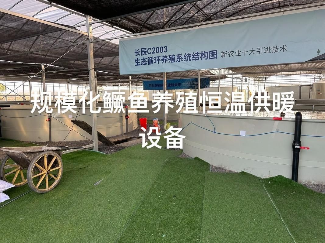 如何延長桂魚苗的養殖周期，如何延長桂魚苗養殖周期