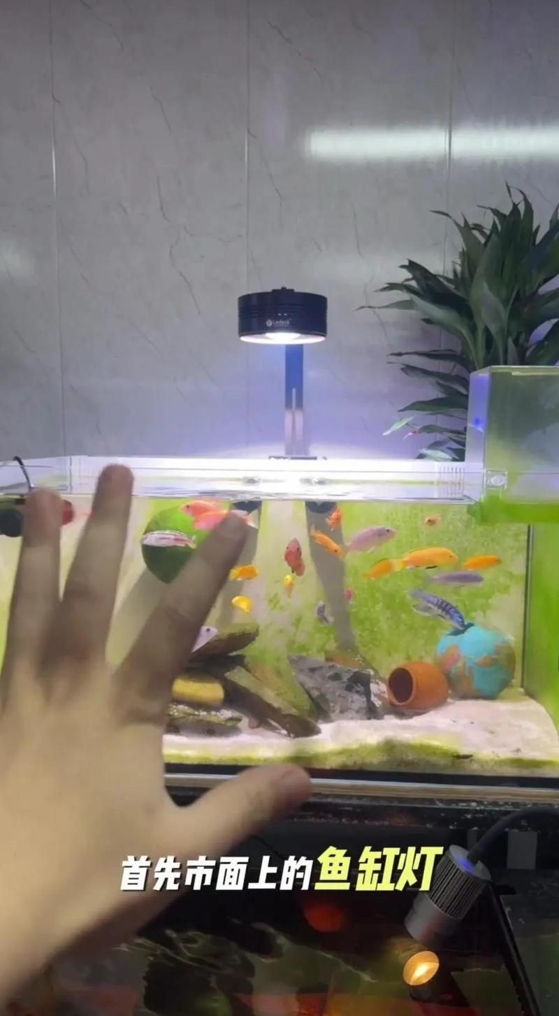 給我推薦幾款性價(jià)比高的龍魚鸚鵡魚照明燈