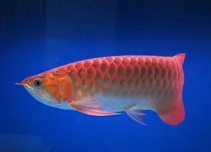 哪種方法恢復龍魚掉眼最有效？，龍魚掉眼3個簡單方法幫你搞定龍魚掉眼嚴重程度