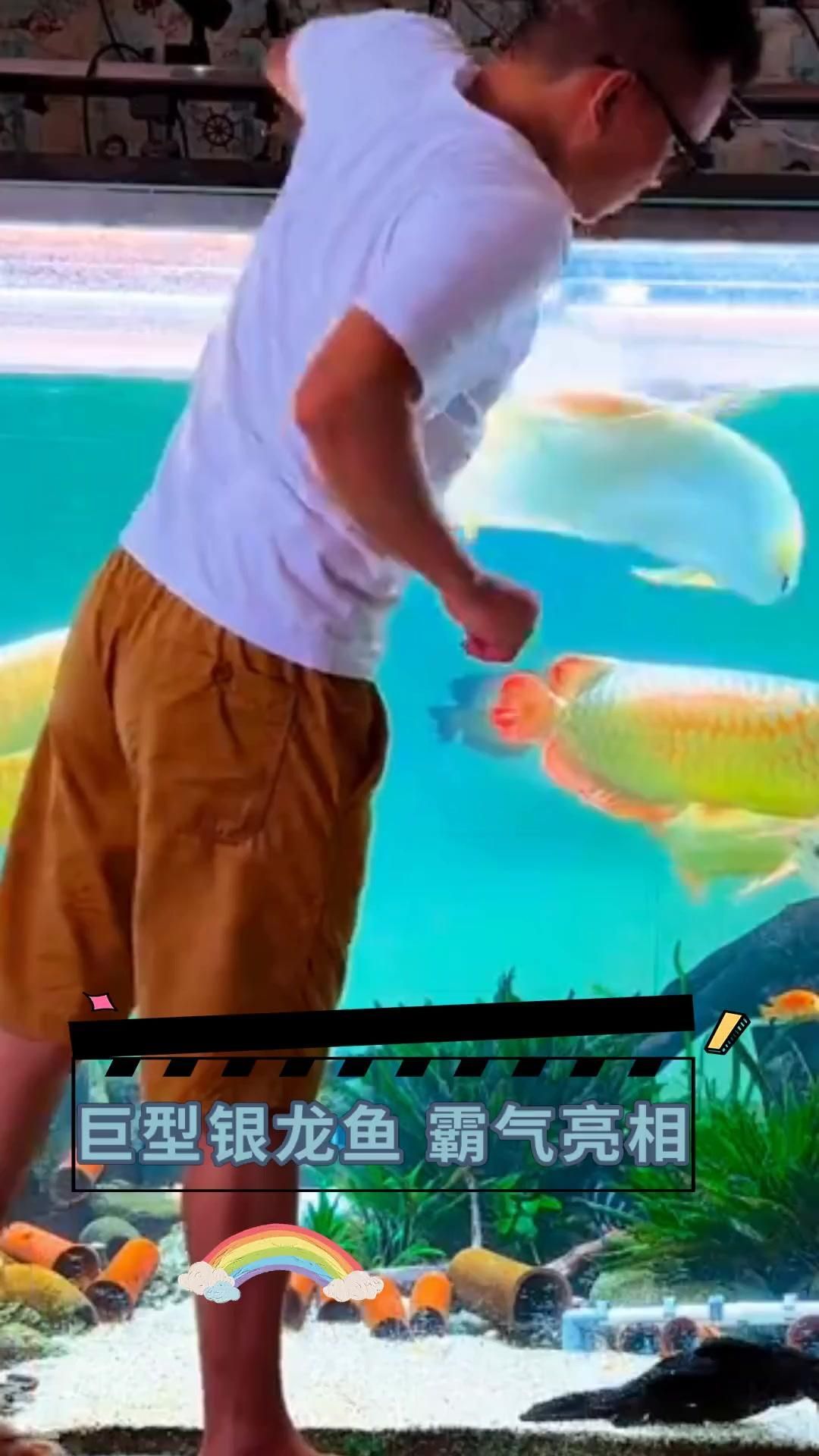 銀龍魚哪個品種最受歡迎？，《這是什么魚》第3期:銀龍家族解析-從白化到黑帶的水中盲盒嗶哩嗶哩