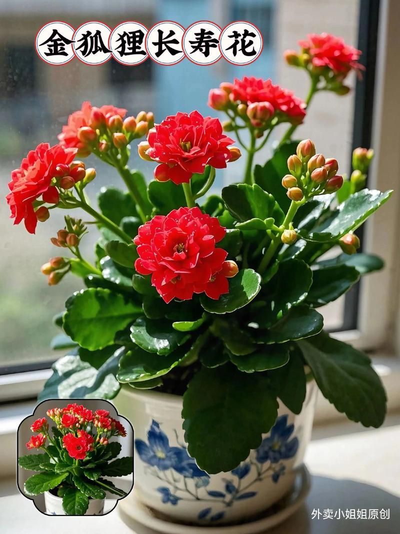 長壽花和金龍魚哪個(gè)更有投資價(jià)值？，長壽花與金龍魚哪個(gè)更有投資價(jià)值？