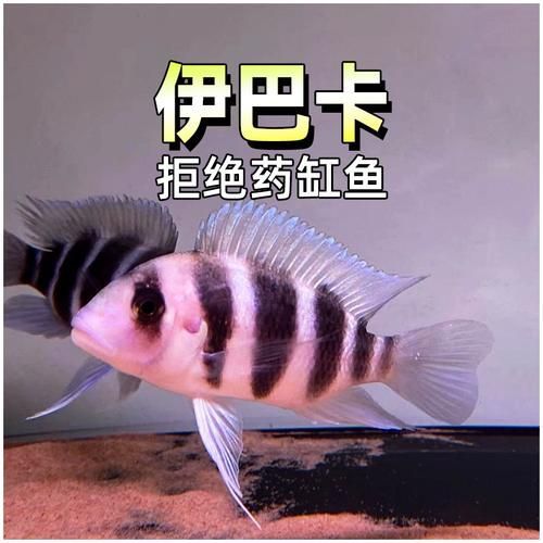 如何挑選適合龍魚的高檔配魚？，如何選擇適合龍魚的高檔配魚？