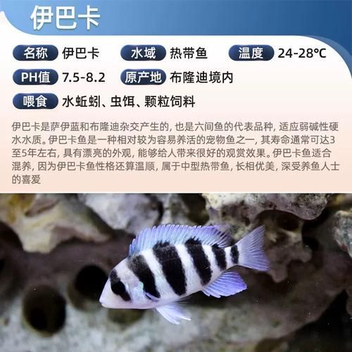 如何挑選適合龍魚的高檔配魚？，如何選擇適合龍魚的高檔配魚？