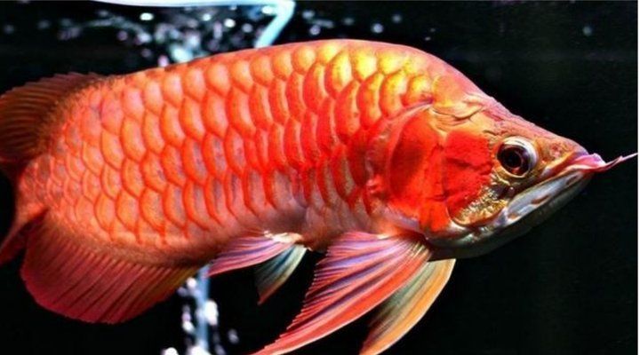 紅龍魚編號查詢系統(tǒng)有哪些，關于紅龍魚編號查詢系統(tǒng)