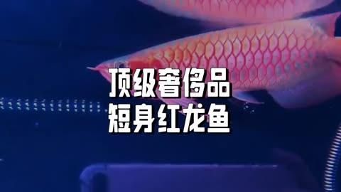 有沒有更多紅龍魚壁紙選擇，嗶哩嗶哩，有沒有更多紅龍魚品種的壁紙，如何找到更多紅龍魚品種的壁紙