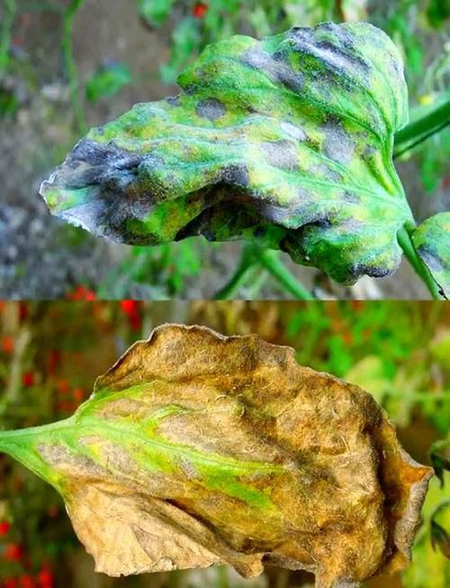 黑霉病有哪些預防措施，黑霉病的預防措施