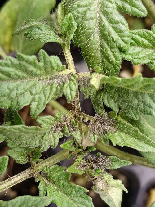 黑霉病有哪些預防措施，黑霉病的預防措施