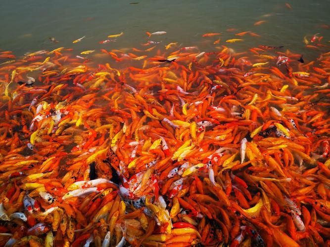 介紹一下海豐縣的龍魚養(yǎng)殖企業(yè)，海豐縣的龍魚養(yǎng)殖企業(yè)
