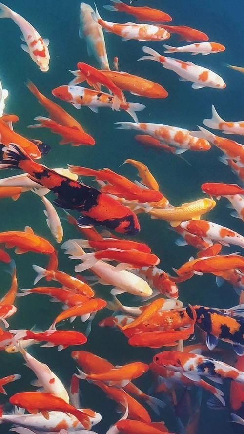介紹一下海豐縣的龍魚養(yǎng)殖企業(yè)，海豐縣的龍魚養(yǎng)殖企業(yè)