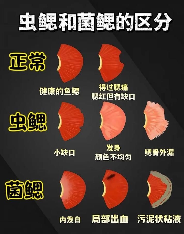 如何區(qū)分龍魚鰓蟲和其他疾病？