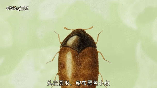 如何預防蠹蟲的出現，如何預防蠹蟲