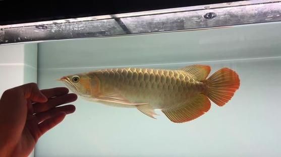 龍魚品牌中哪個(gè)最有收藏價(jià)值？，影響龍魚收藏價(jià)值的因素