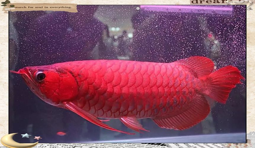 哪里可以購(gòu)買到正宗的蘭州紅龍魚？，蘭州紅龍魚店鋪詳解“哪里可以購(gòu)買到正宗蘭州紅龍魚”