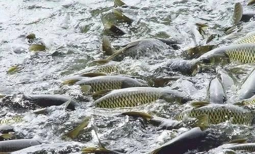如何區分水霉病和其他魚類疾病，如何區分水霉病