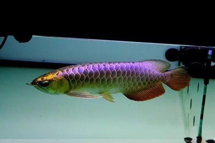 給我一些預防龍魚鱗片病的圖片，如何預防龍魚鱗片病