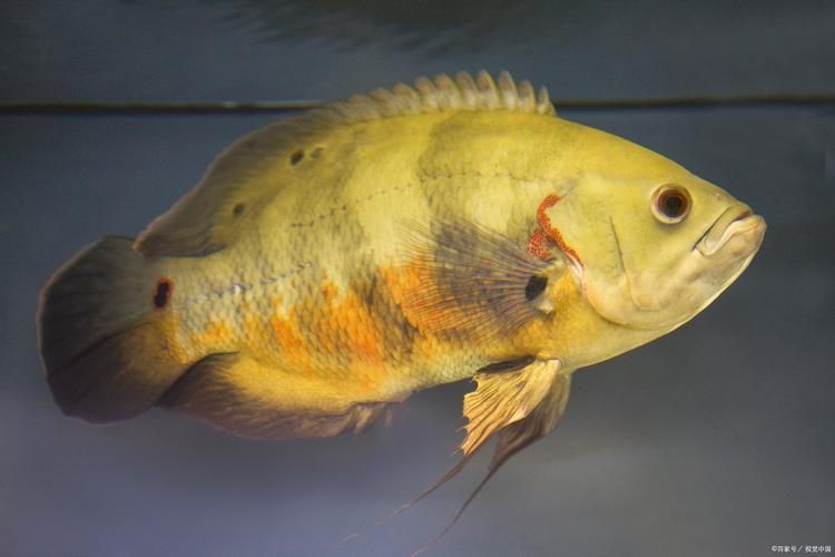 如何區(qū)分黃鰭鯧魚和銀鯧？，如何區(qū)分黃鰭鯧魚和銀鯧（pampusargenteus）與銀鯧