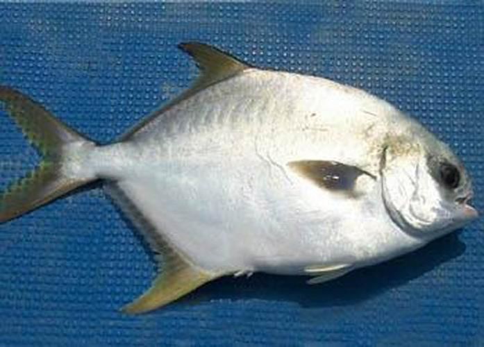 如何區(qū)分黃鰭鯧魚和銀鯧？，如何區(qū)分黃鰭鯧魚和銀鯧（pampusargenteus）與銀鯧