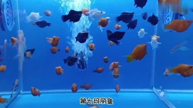 銀龍魚和星點龍魚哪個更長壽，銀龍魚與星點龍魚哪個更長壽？
