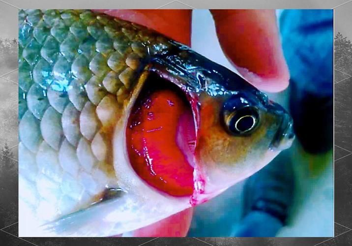 如何預(yù)防六角龍魚鰓爛，arxiv論文助手arxiv論文助手arxiv論文助手
