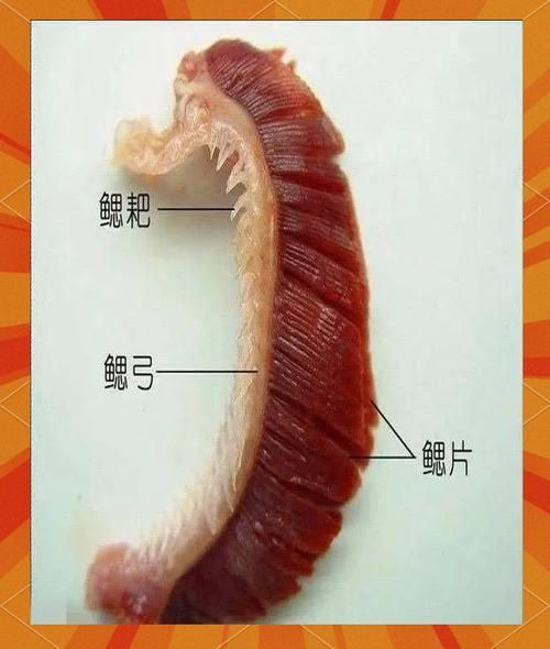 如何預(yù)防六角龍魚鰓爛，arxiv論文助手arxiv論文助手arxiv論文助手