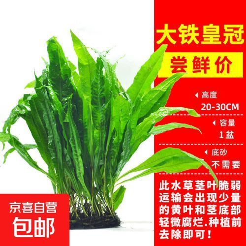 龍魚魚缸水草種植技巧，龍魚缸水草種植技巧