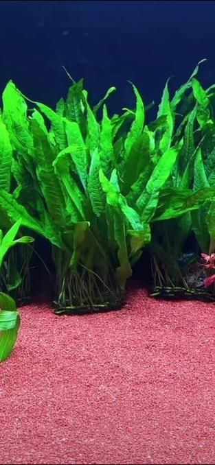 龍魚魚缸水草種植技巧，龍魚缸水草種植技巧