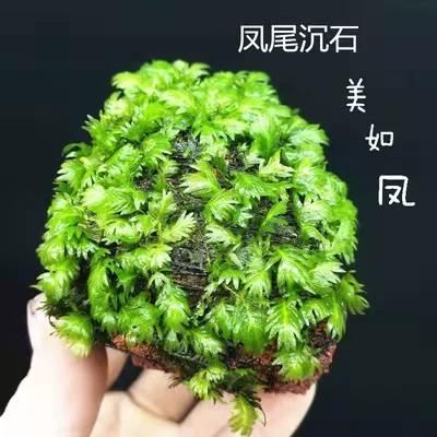 龍魚魚缸水草種植技巧，龍魚缸水草種植技巧