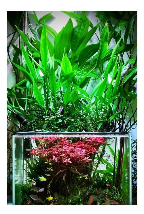 龍魚魚缸水草種植技巧，龍魚缸水草種植技巧