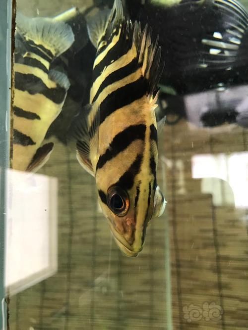 如何判斷虎魚突眼的嚴重程度，如何判斷虎魚突眼嚴重程度