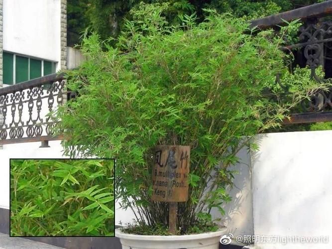 給我一些關于棲鳳竹和化龍魚的圖片，庭栽棲鳳竹池養化龍魚