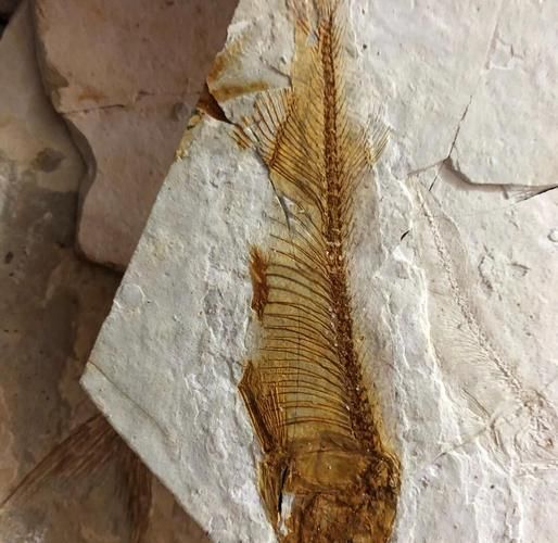 給我一些古龍魚的化石圖片，古龍魚化石圖片