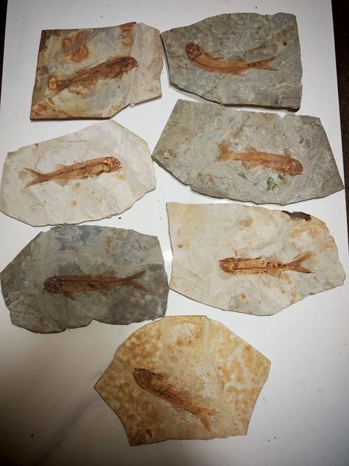 給我一些古龍魚的化石圖片，古龍魚化石圖片