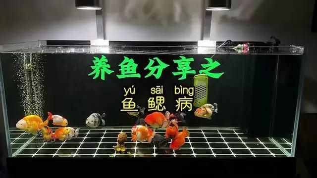 鰓霉病和蟲鰓的發病季節，如何區分鰓霉病和蟲鰓
