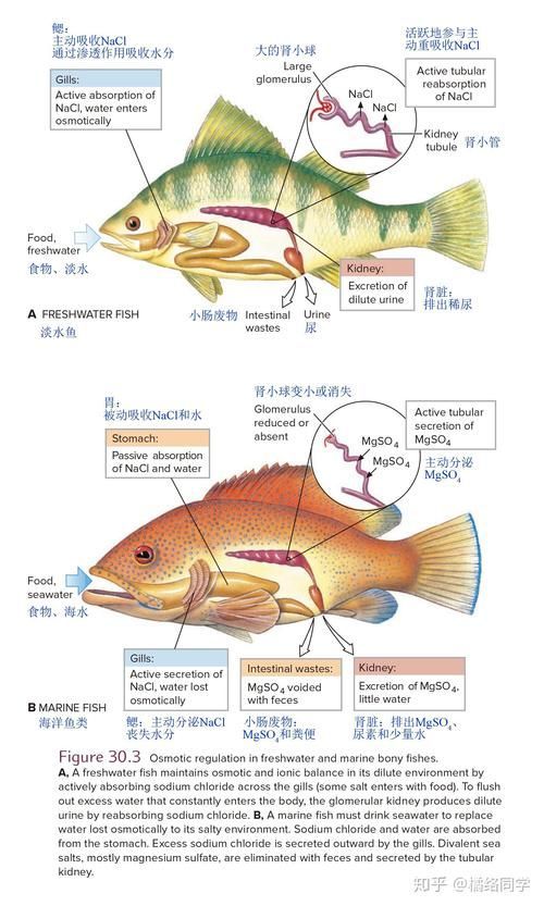 如何判斷龍魚是否適應海魚？，如何判斷龍魚是否能適應海水環境