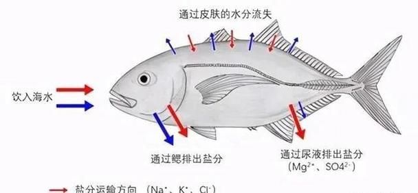 如何判斷龍魚是否適應海魚？，如何判斷龍魚是否能適應海水環境