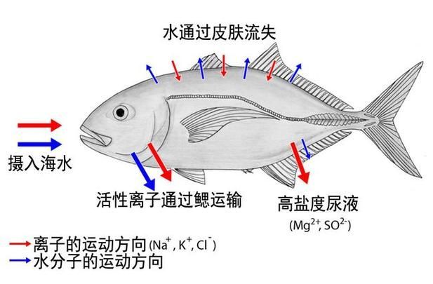 如何判斷龍魚是否適應海魚？，如何判斷龍魚是否能適應海水環境