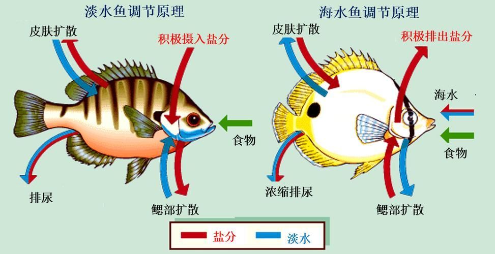 如何判斷龍魚是否適應海魚？，如何判斷龍魚是否能適應海水環境