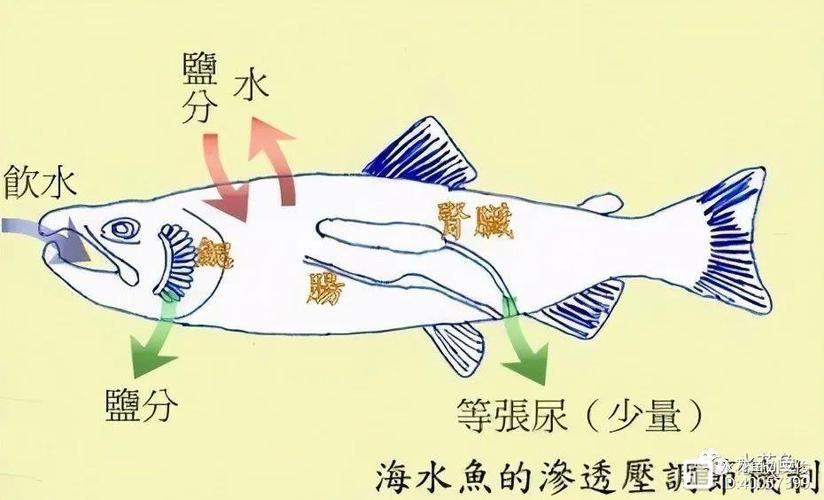 如何判斷龍魚是否適應海魚？，如何判斷龍魚是否能適應海水環境