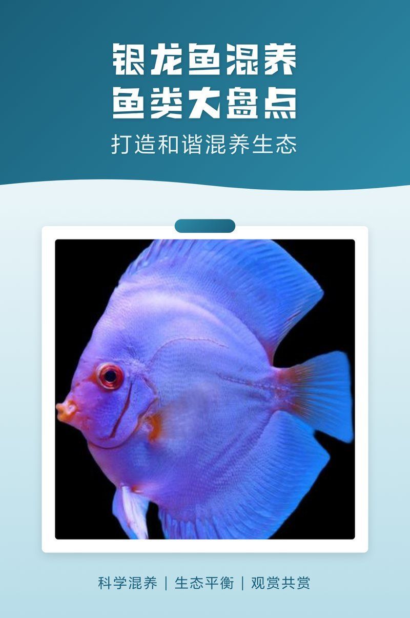 銀龍魚的最佳混養伙伴有哪些