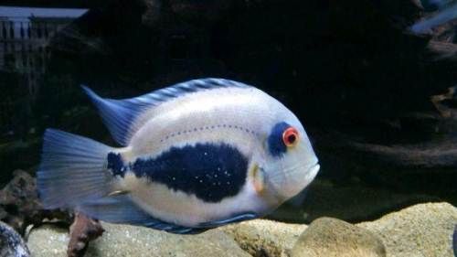 黑云魚的價格是多少？，黑云魚價格按尺寸和品相分級，觀賞魚價格或繼續上行