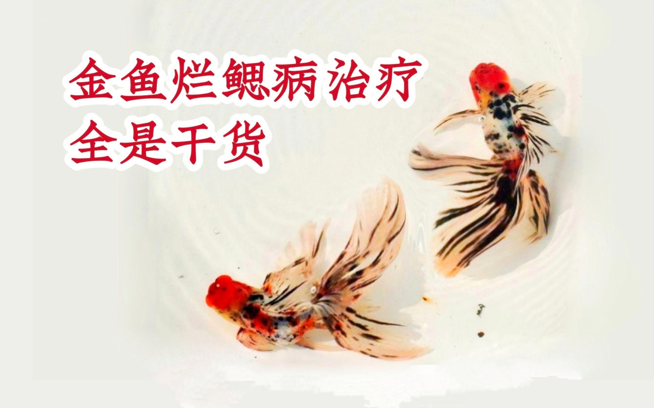魚爛鰓有哪些癥狀，觀賞魚爛鰓病的癥狀及治療方法