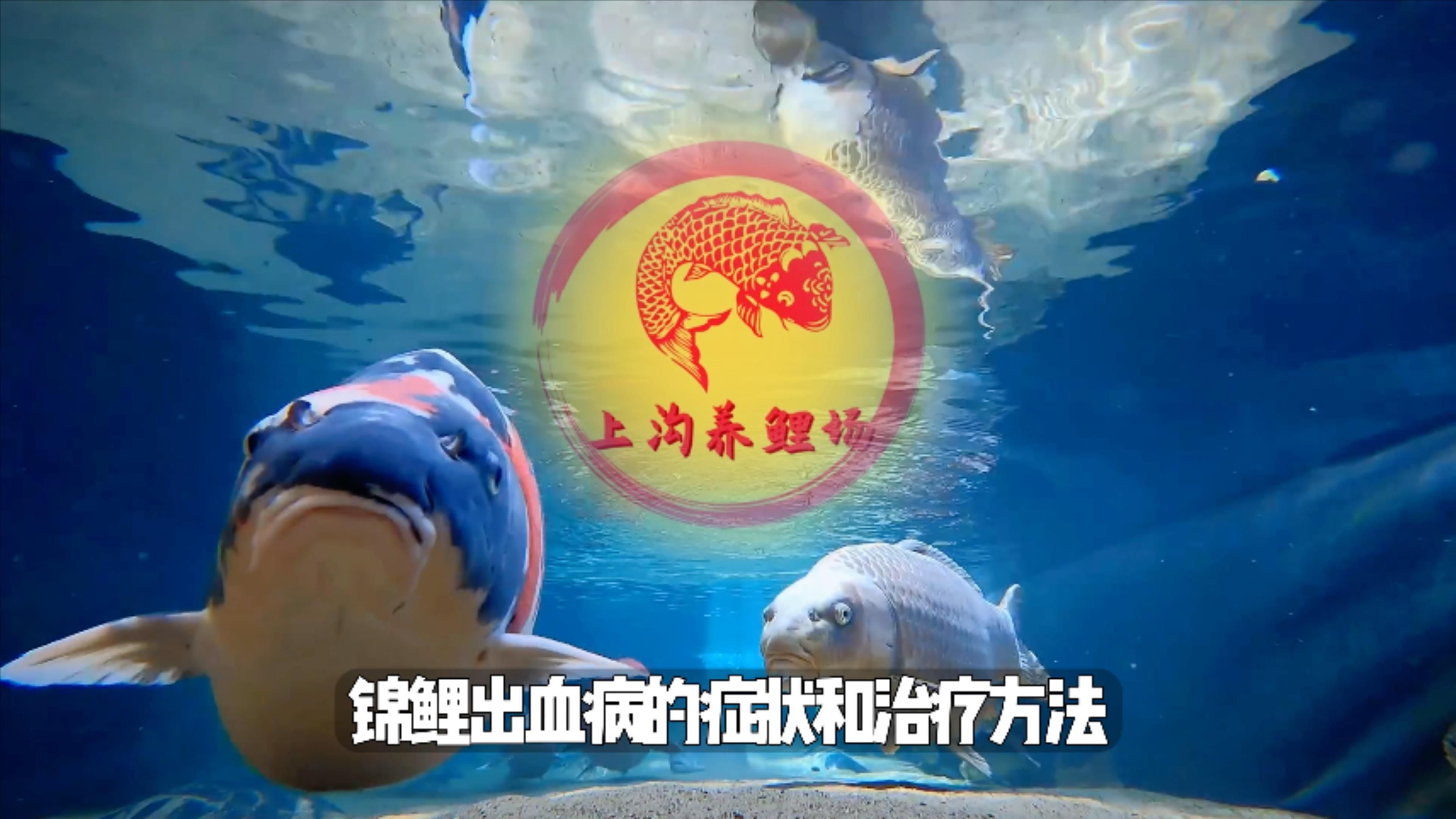 有哪些常見的觀賞魚會充血，如何預防觀賞魚充血
