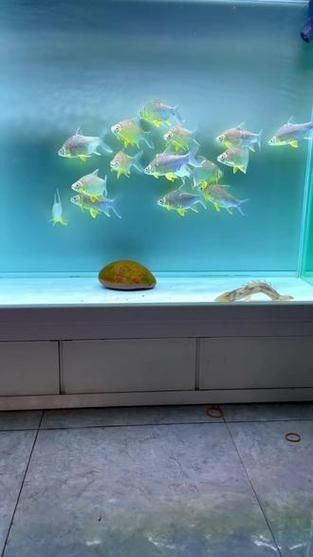 祥龍魚場有哪些高檔配魚？，祥龍魚場提供的高檔配魚類型及其特點分析