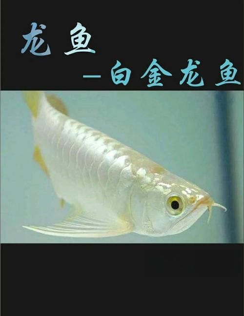 給我推薦一些永年龍魚的觀賞圖片，永年龍魚圖片欣賞