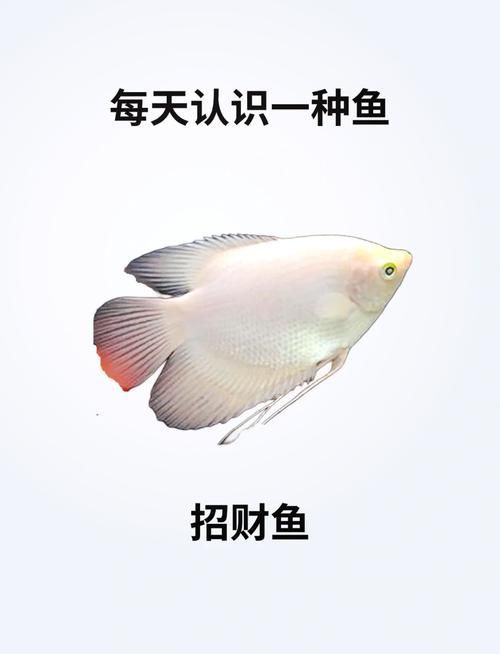 有哪些招財魚圖片可以推薦，招財魚圖片推薦