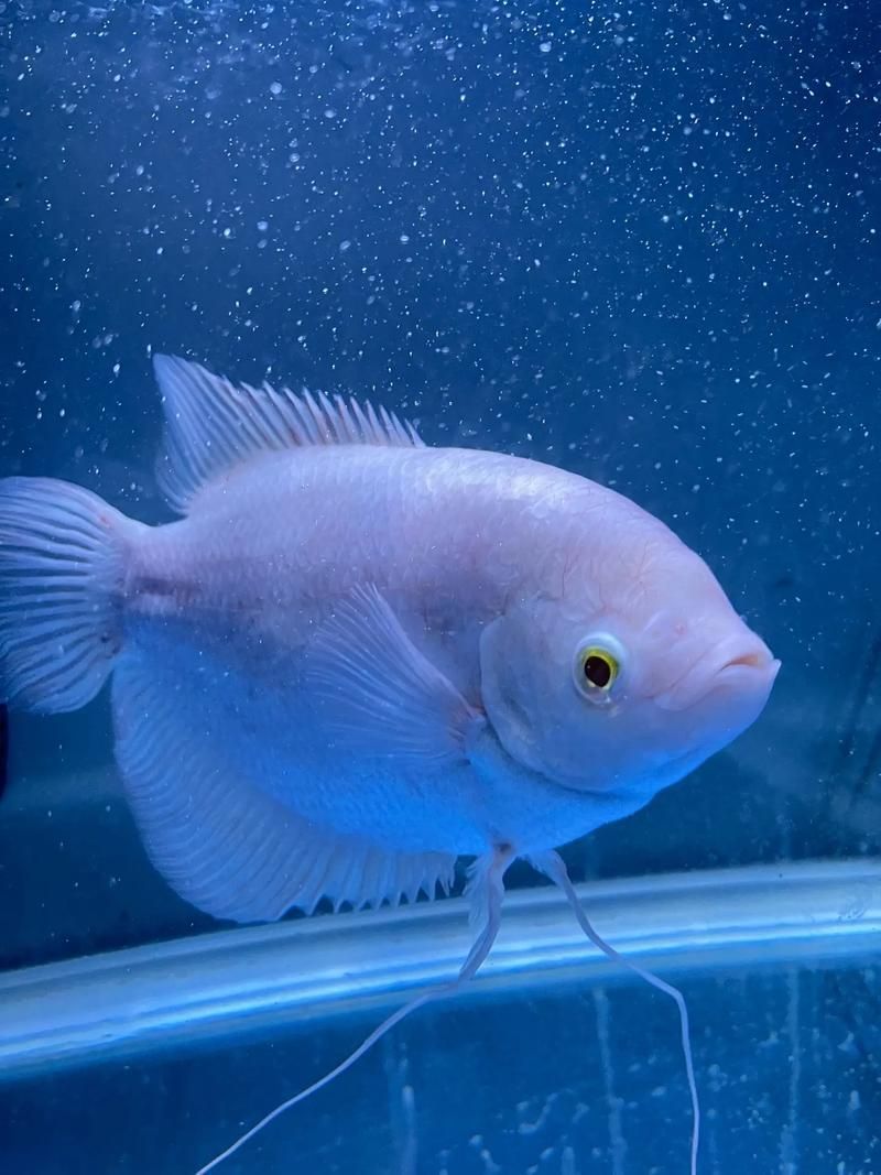 有哪些招財魚圖片可以推薦，招財魚圖片推薦